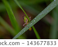 A grasshopper peeking out from behind the grass 143677833