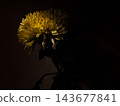 Huge Golden Chrysanthemum in Bright Sunbeam with Dramatic Rim Lighting 143677841
