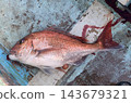 乘船出海捕魚時釣到的大鯛魚。 143679321