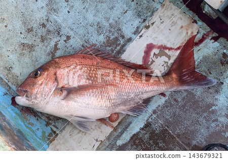 乘船出海捕魚時釣到的大鯛魚。 乘船出海捕魚時釣到的大鯛魚。 143679321
