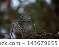 Spiderwebs in the morning dew 143679655