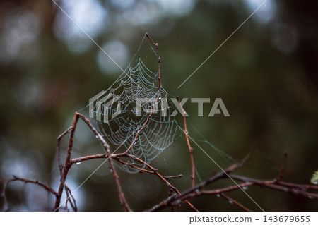 Spiderwebs in the morning dew Spiderwebs in the morning dew 143679655