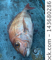 船釣捕獲的新鮮鯛魚 143680286