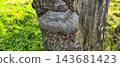 Bracket fungus on old tree trunk in forest, blurred green background. Concept of forest ecosystem, biodiversity, wood decay, natural recycling, mycology, tree health 143681423