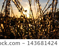 Backlit wild plants with dry seed pods and tiny white flowers in warm golden sunset light, dreamy bokeh background. Concept of autumn, nostalgia, seasonal change, warmth, harmony, calm 143681424