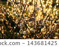 Backlit wild plants with dry seed pods and tiny white flowers in warm golden sunset light, dreamy bokeh background. Concept of autumn, nostalgia, seasonal change, warmth, harmony, calm 143681425
