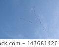 Flock of birds flying in wedge formation in clear blue sky in warm evening light, copy space. Concept of migration, teamwork, leadership, unity, direction, freedom, autumn journey 143681426