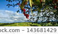 Ripe red rowan berries on branch in sunlight over green farm hills and country road. Concept of autumn harvest, rural life, farming, countryside travel, seasonal change 143681429
