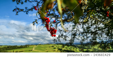 Ripe red rowan berries on branch in sunlight over green farm hills and country road. Concept of autumn harvest, rural life, farming, countryside travel, seasonal change Ripe red rowan berries on branch in sunlight over green farm hills and country road. Concept of autumn harvest, rural life, farming, countryside travel, seasonal change 143681429