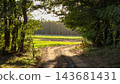 Sandy country road with tire tracks winding from forest shade to green field in warm sunset light. Concept of countryside life, rural journey, summer evening, slow travel, peaceful nature 143681431