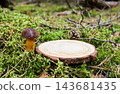 Round wood slice podium on moss beside bolete mushroom and pine cone, empty surface for product display. Concept of natural cosmetics, mushroom supplements, organic food, eco packaging 143681435