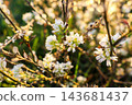 Backlit wild plants with dry seed pods and tiny white flowers in warm golden sunset light, dreamy bokeh background. Concept of autumn, nostalgia, seasonal change, warmth, harmony, calm 143681437