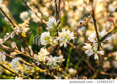 Backlit wild plants with dry seed pods and tiny white flowers in warm golden sunset light, dreamy bokeh background. Concept of autumn, nostalgia, seasonal change, warmth, harmony, calm Backlit wild plants with dry seed pods and tiny white flowers in warm golden sunset light, dreamy bokeh background. Concept of autumn, nostalgia, seasonal change, warmth, harmony, calm 143681437