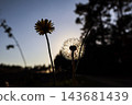 Glowing dandelion seed head and flower silhouette in evening sunlight. Concept of make a wish, life cycle, hope, fragility, change, mindfulness, summer evening 143681439