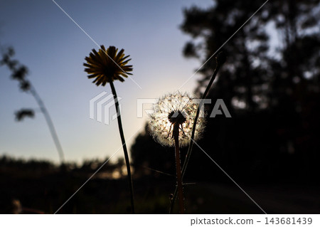 Glowing dandelion seed head and flower silhouette in evening sunlight. Concept of make a wish, life cycle, hope, fragility, change, mindfulness, summer evening Glowing dandelion seed head and flower silhouette in evening sunlight. Concept of make a wish, life cycle, hope, fragility, change, mindfulness, summer evening 143681439