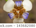 Iris flower; details of beautiful iris specimens in a garden in Brazil during spring; natural light, selective focus. 143682080