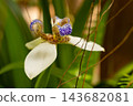 Iris flower; details of beautiful iris specimens in a garden in Brazil during spring; natural light, selective focus. 143682081