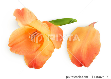 Orange gladiolus flower isolated on white background Orange gladiolus flower isolated on white background 143682503