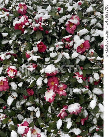 山茶花積雪積雪 山茶花積雪積雪 143682706