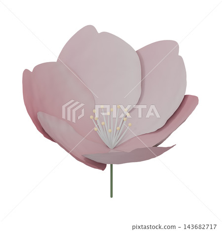 白色背景上的粉紅色櫻花特寫。 143682717