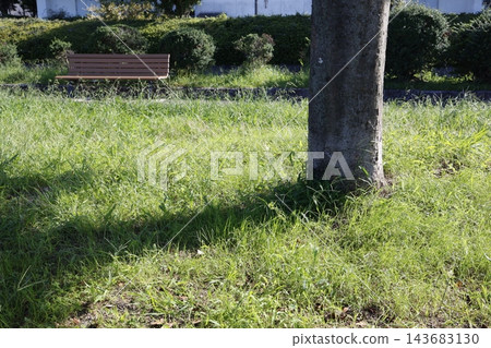 廣場綠草地上孤零零地立著一棵樹。它的影子向左下方延伸。 廣場綠草地上孤零零地立著一棵樹。它的影子向左下方延伸。 143683130