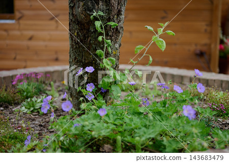 Purple flowers and green plants grow around a tree trunk in a garden beside a wooden fence during daylight Purple flowers and green plants grow around a tree trunk in a garden beside a wooden fence during daylight 143683479