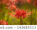 在公苑公園，紅色的彼岸花上點綴著晶瑩的露珠，在逆光下閃閃發光。 143683513