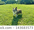 Chihuahuas on the prairie 143683573