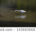 Great Egret in the Inagawa River Searching for Fish 143683668