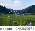 White cosmos flowers blooming in the foothills 143683671