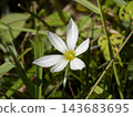Flowers of the bellflower blooming in the field 143683695