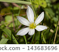 Flowers of the bellflower blooming in the field 143683696