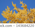 Ginkgo billy in the blue sky 143684220
