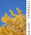 Ginkgo billy in the blue sky 143684221