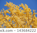 Ginkgo billy in the blue sky 143684222