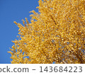Ginkgo billy in the blue sky 143684223