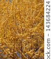 Ginkgo biloba 143684224