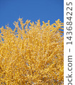 Ginkgo billy in the blue sky 143684225