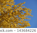Ginkgo billy in the blue sky 143684226