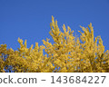 Ginkgo billy in the blue sky 143684227