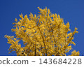 Ginkgo billy in the blue sky 143684228