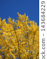Ginkgo billy in the blue sky 143684229