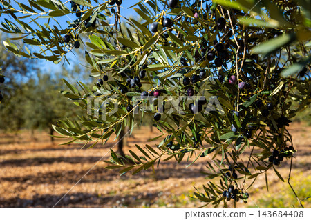 Growing black olives in orchard 143684408