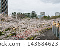 Pedestrian bridge with cherry blossoms in full bloom 143684623