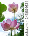 Landscape with lotus flowers 143684624