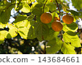 Strong sunlight and three persimmons hanging from a branch – an autumn scene. 143684661