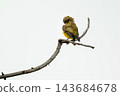 Small Olive backed Sunbird Preening on Bare Branch Against Clean White Sky 143684678