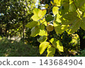 Strong sunlight and persimmons ripening on the branches – an autumn scene. 143684904
