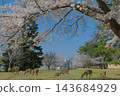 春天的奈良公園，你可以在那裡與鹿群一起放鬆身心。 143684929