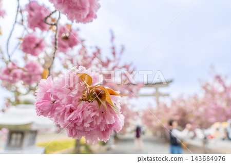 Along the approach to Ikagu Shrine in Nagahama City, Shiga Prefecture, double-flowered cherry blossoms are in full bloom. Along the approach to Ikagu Shrine in Nagahama City, Shiga Prefecture, double-flowered cherry blossoms are in full bloom. 143684976